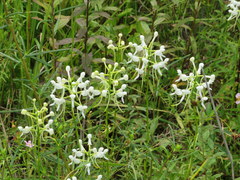 Platanthera integrilabia