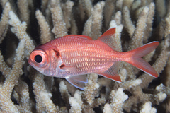 Scarlet Soldierfish photo 4