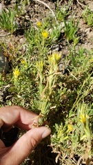 Ericameria suffruticosa