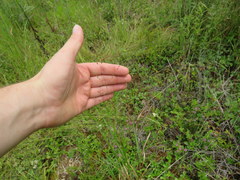 Kellochloa verrucosa