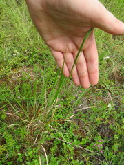 Kellochloa verrucosa