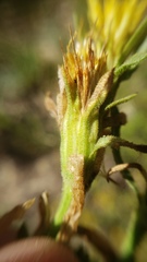 Ericameria suffruticosa