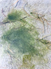 Ulva intestinalis