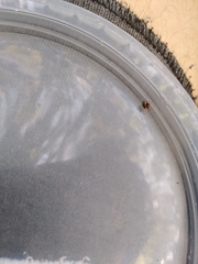 Hypognatha