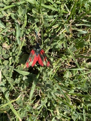Zygaena filipendulae