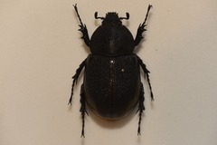 Dynastes septentrionalis