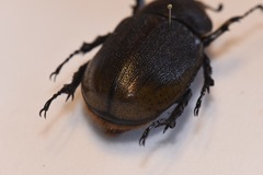 Dynastes septentrionalis