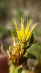 Ericameria suffruticosa