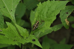 Melanotettix dibelonius