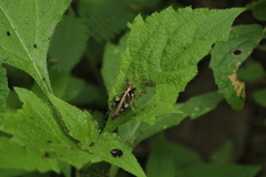 Melanotettix dibelonius