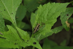 Melanotettix dibelonius