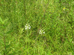 Platanthera integrilabia
