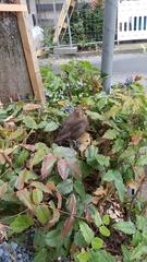 Turdus merula