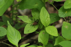 Melanotettix dibelonius