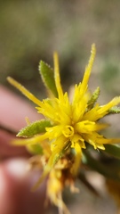 Ericameria suffruticosa