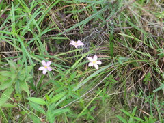 Sabatia campanulata
