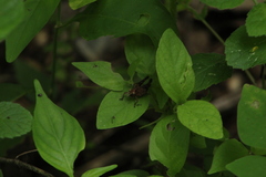 Melanotettix dibelonius