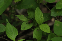 Melanotettix dibelonius