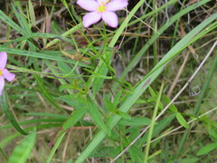 Sabatia campanulata