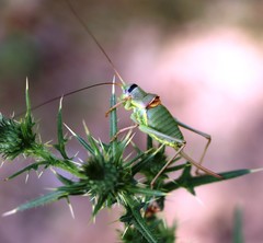 Ephippiger ephippiger