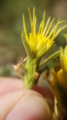 Ericameria suffruticosa