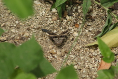 Melipotis perpendicularis