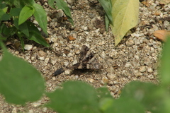 Melipotis perpendicularis