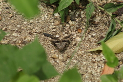 Melipotis perpendicularis