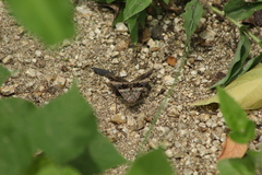 Melipotis perpendicularis