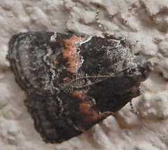 Satole ligniperdalis