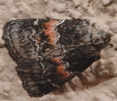 Satole ligniperdalis