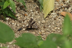 Melipotis perpendicularis