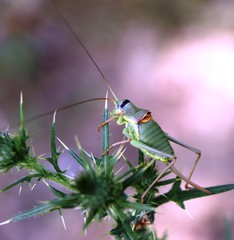 Ephippiger ephippiger