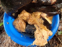 Dynastes septentrionalis