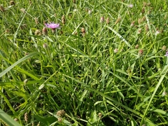 Centaurea fleischeri