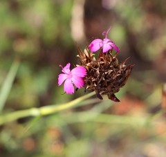 Dianthus capitatus
