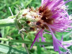 Centaurea fleischeri