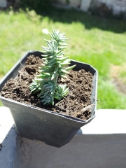 Sedum griseum
