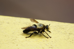 Laphria grossa