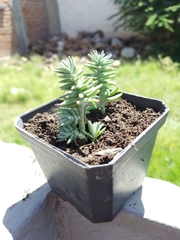 Sedum griseum