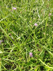 Centaurea fleischeri