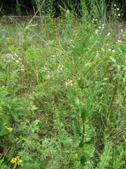 Desmodium marilandicum