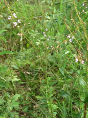 Desmodium marilandicum