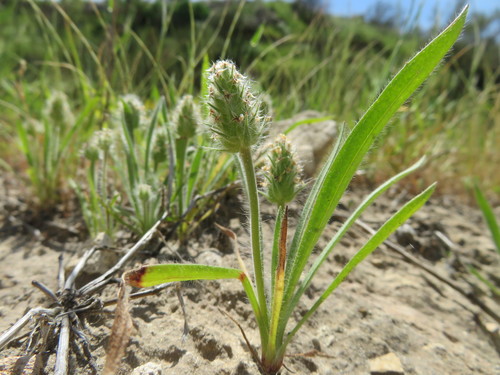 Representative image of Plantago bellardii