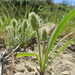 Hairy Plantain - Photo (c) יאיר אור, some rights reserved (CC BY-NC-SA), uploaded by יאיר אור