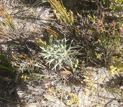Pelargonium pillansii