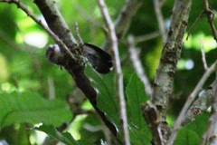 Acanthisitta chloris