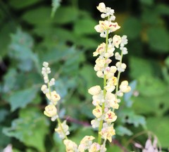 Verbascum chaixii