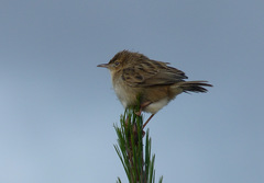 Cisticola cherina