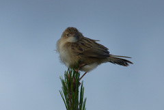 Cisticola cherina